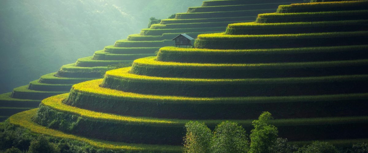 Lush green terraced rice fields with a rustic hut under soft sunlight.
